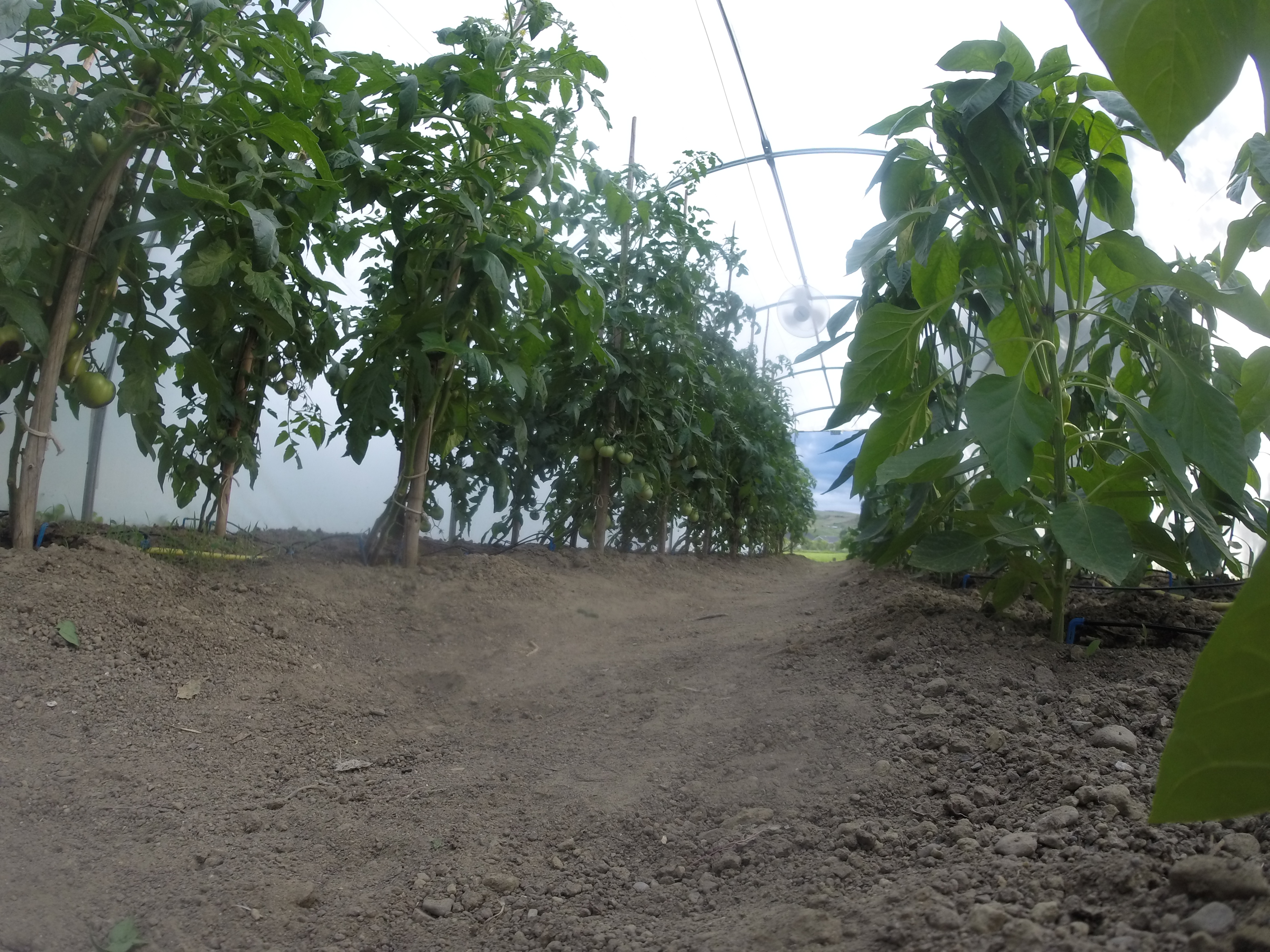 The real AgRoMindTech greenhouse in Ighiu, Alba County